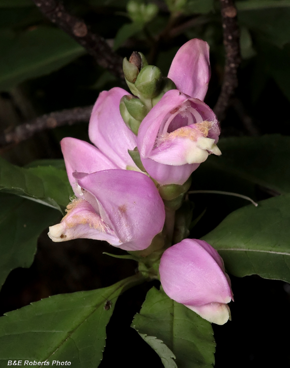 Chelone_obliqua