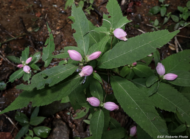 Chelone_obliqua