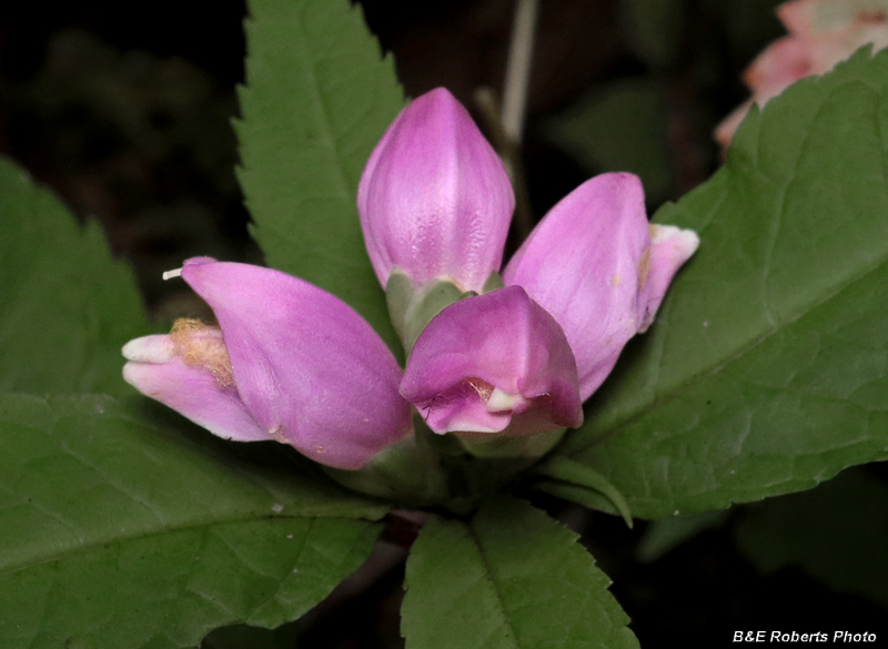 Chelone_obliqua