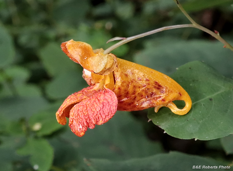 Jewelweed