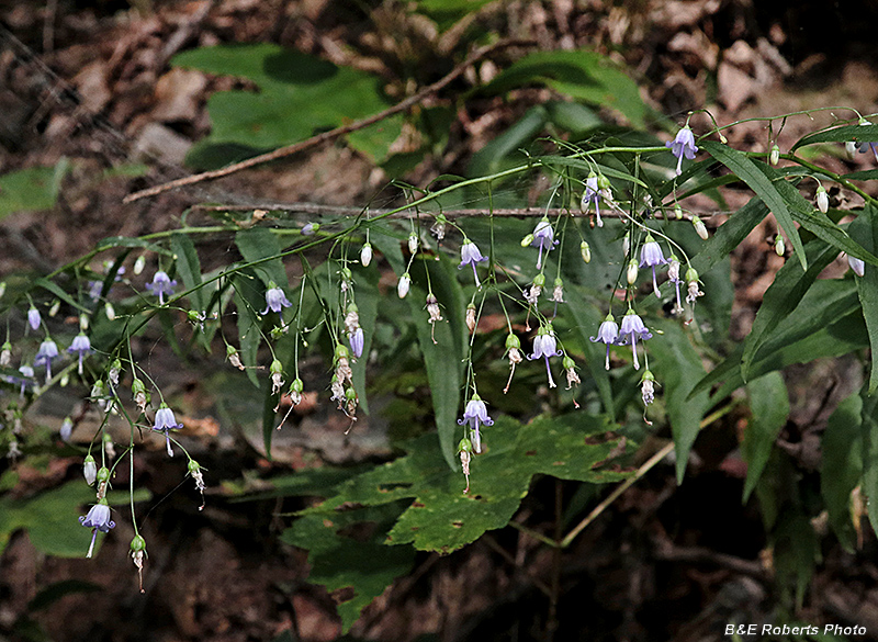 Southern_Harebell