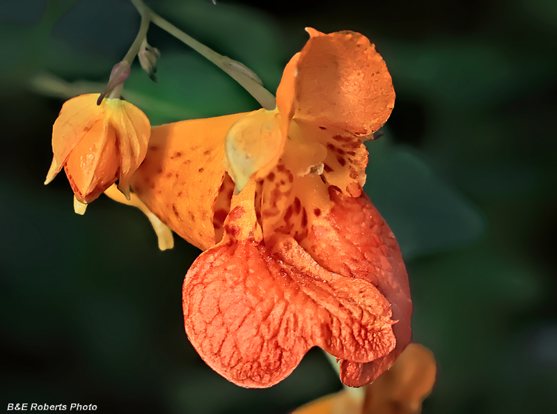 Jewelweed