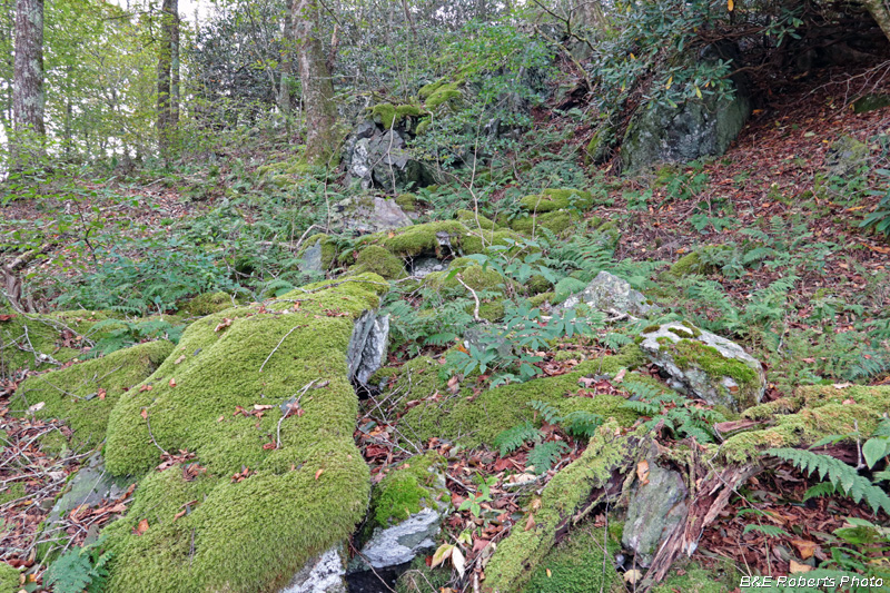 Mossy_rocks