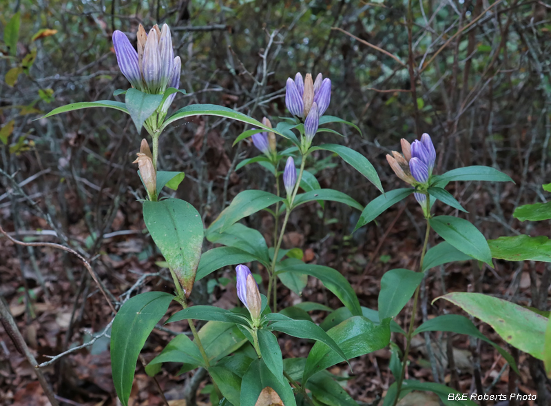 Gentians