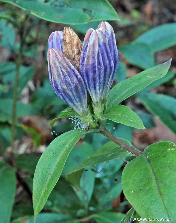 Gentians