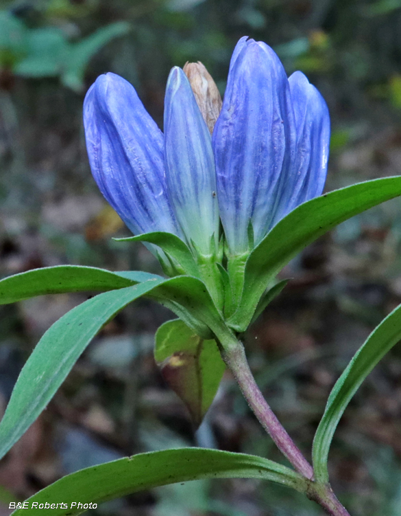 Gentians