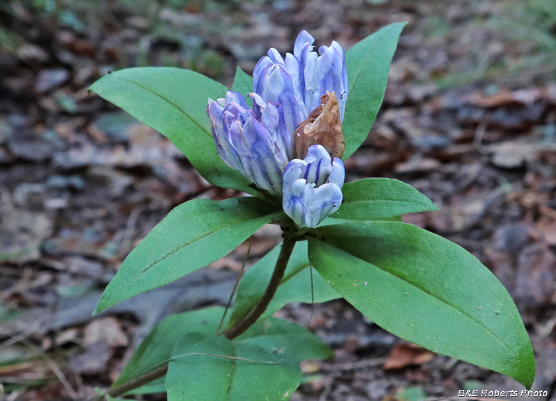 Gentians