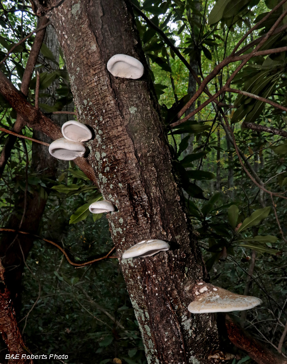 Bracket_fungi