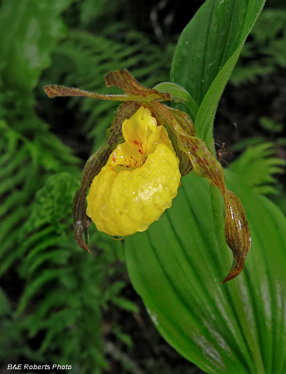 Yellow_Ladys_Slipper