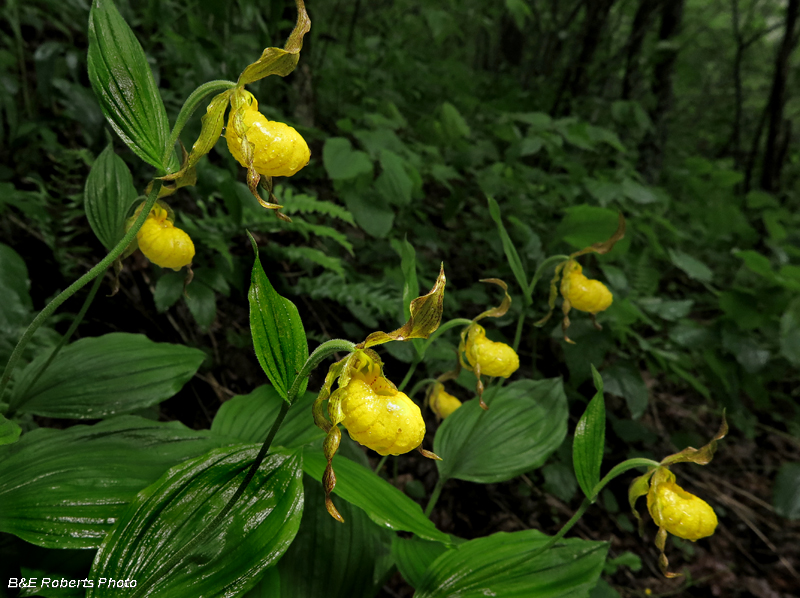 Yellow_Ladys_Slippers