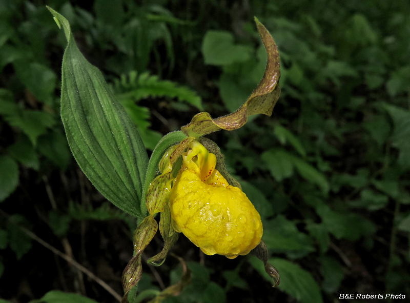 Yellow_Ladys_Slipper