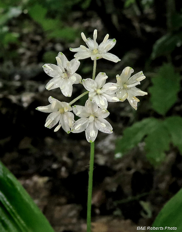 Wood_Lily