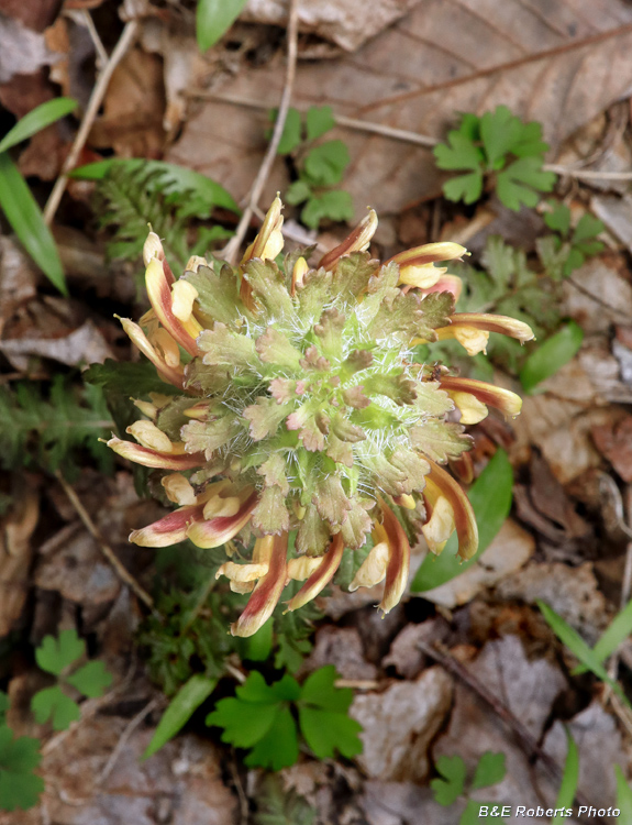 Lousewort