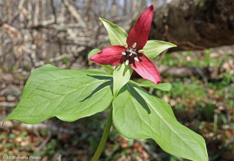 Trillium_erectum