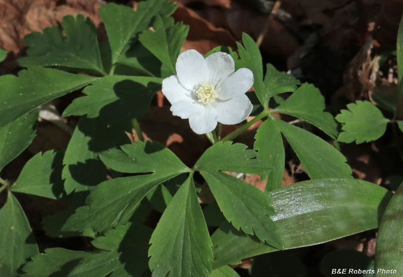 Wood_Anemone