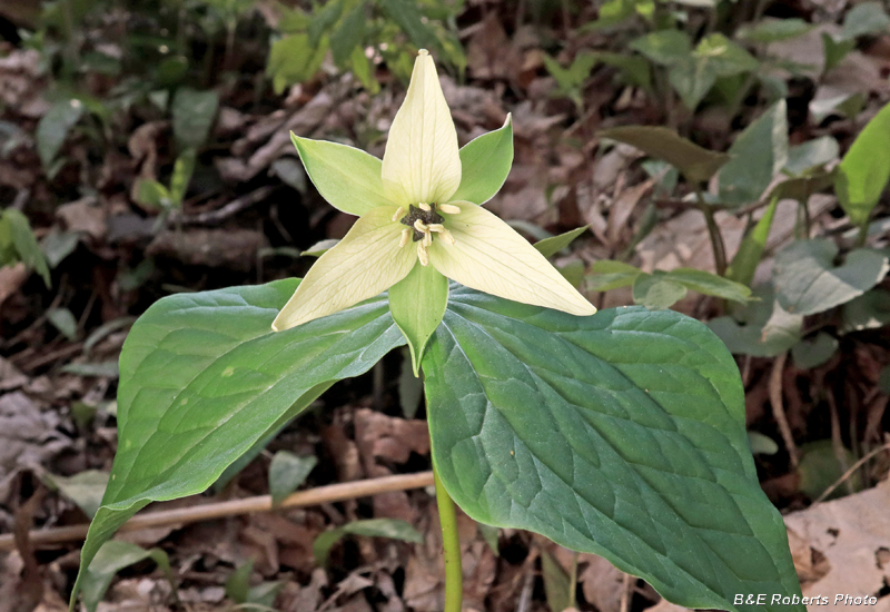 Trillium_erectum