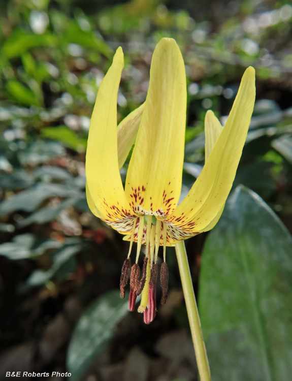 Trout_Lily