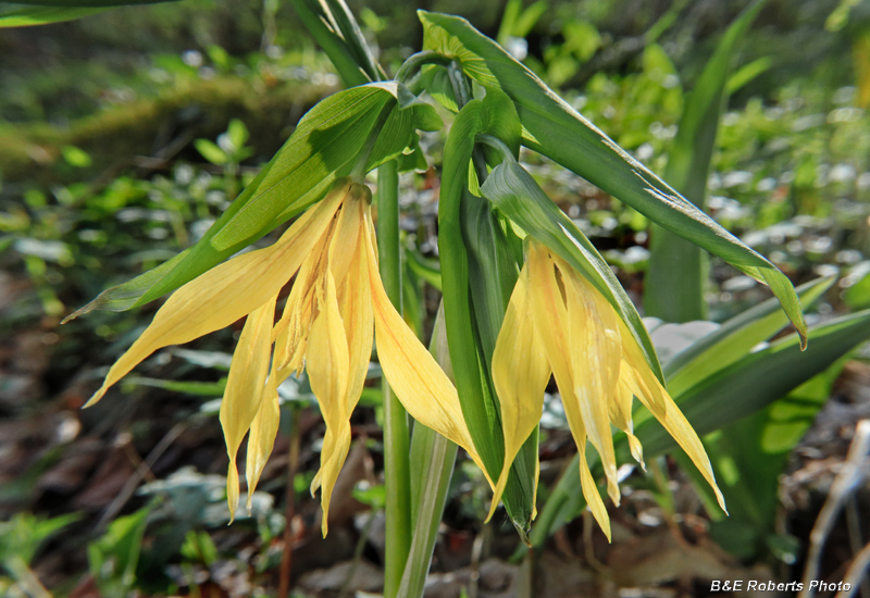 Large_Bellwort