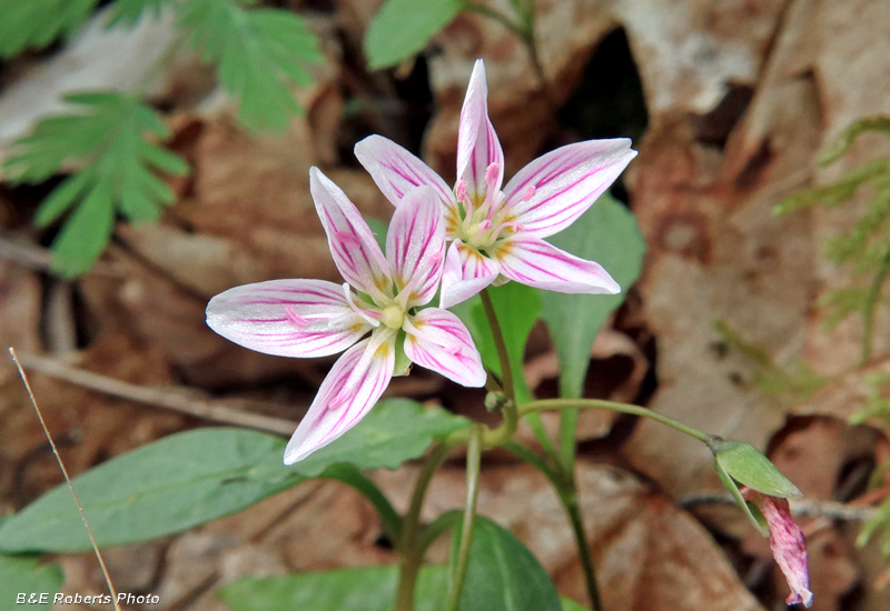 Spring_Beauties