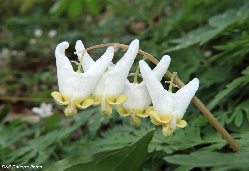 Dutchman_Breeches