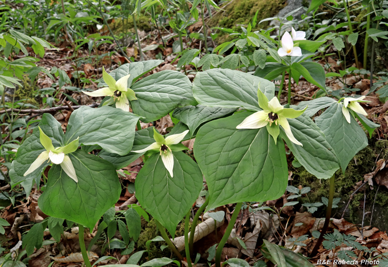 Trillium_erectum