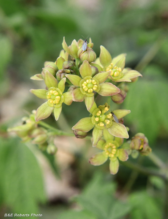 Cohosh