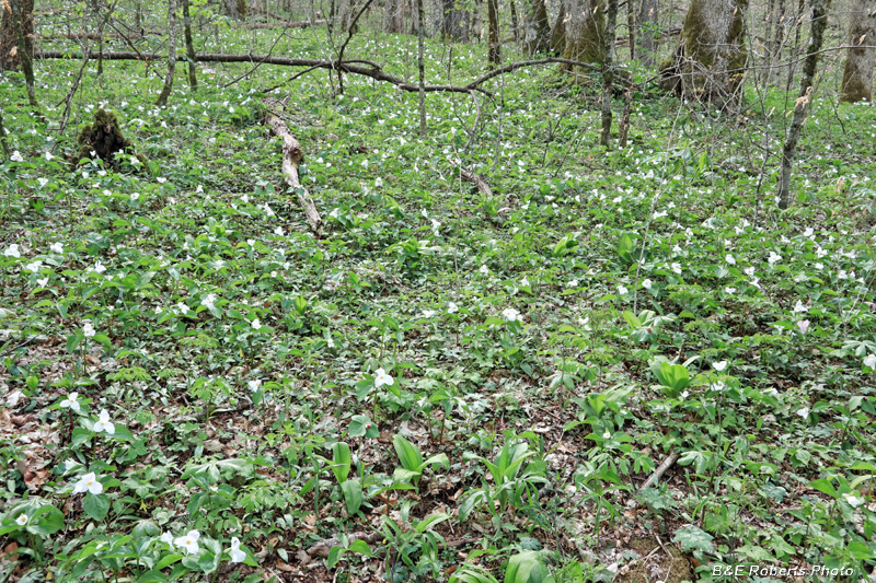 Trillium_grandiflorum