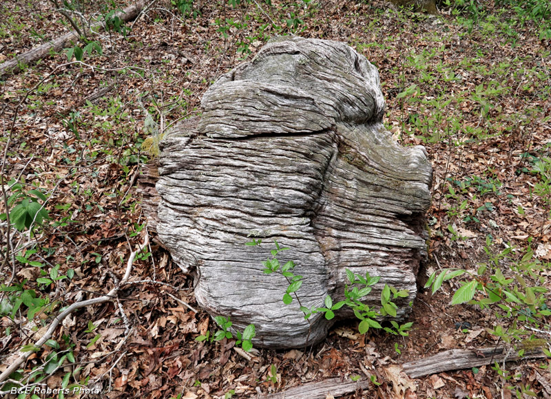 Huge_Burl