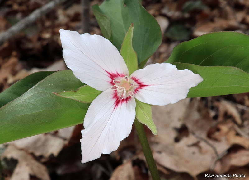 Painted_Trillium