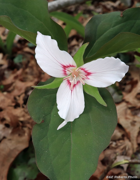 Painted_Trillium