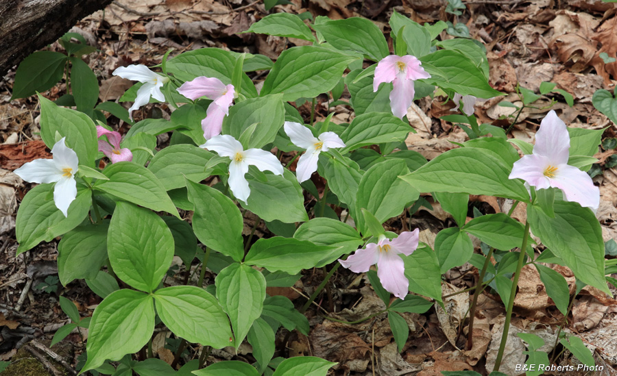 Trilliums