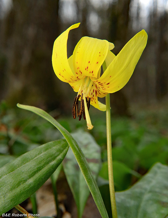 Trout_Lily