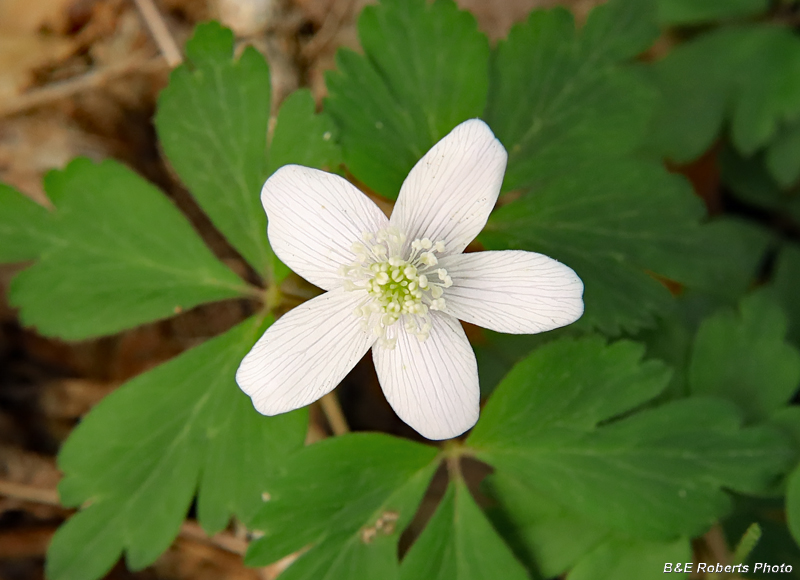 Wood_anemone