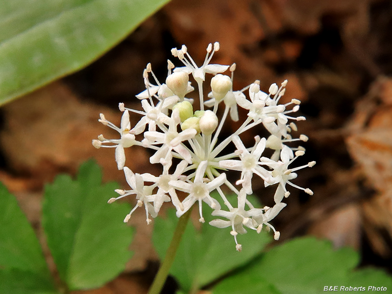 Dwarf_Ginseng