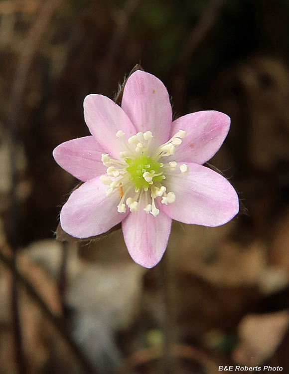 Hepatica