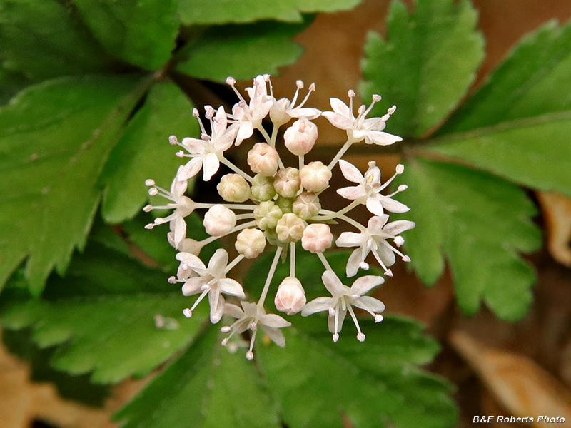 Dwarf_Ginseng