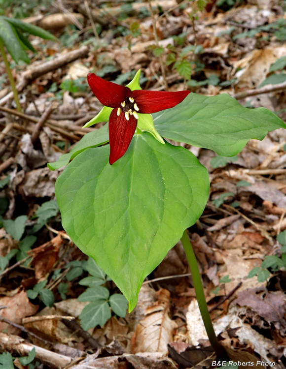 Trillium_erectum