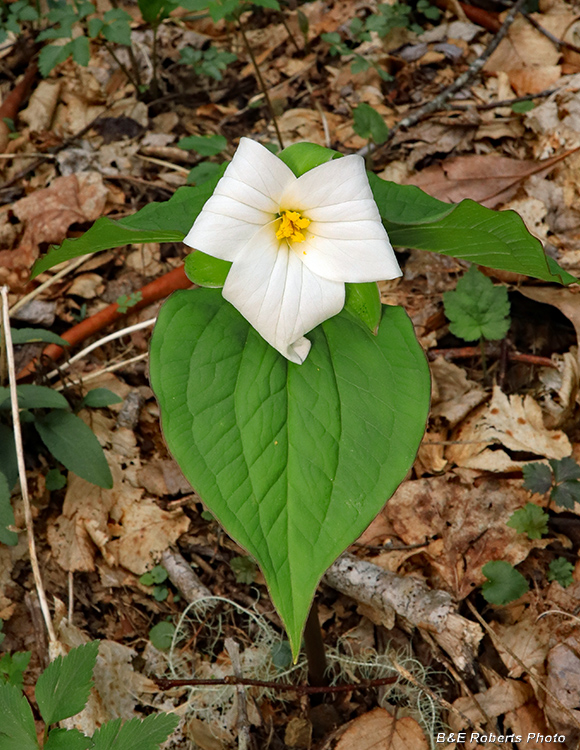 Trillium_grandiflorum