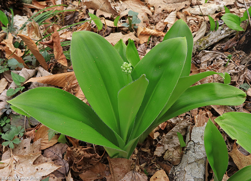Wood_Lily_buds