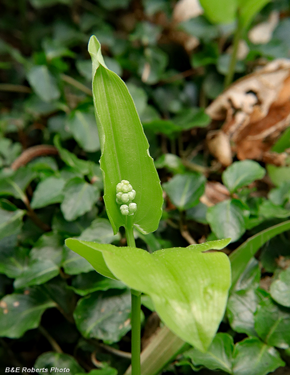 Canada_Mayflower_buds