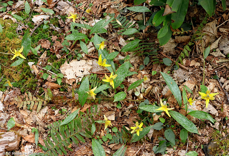 Trout_Lilies