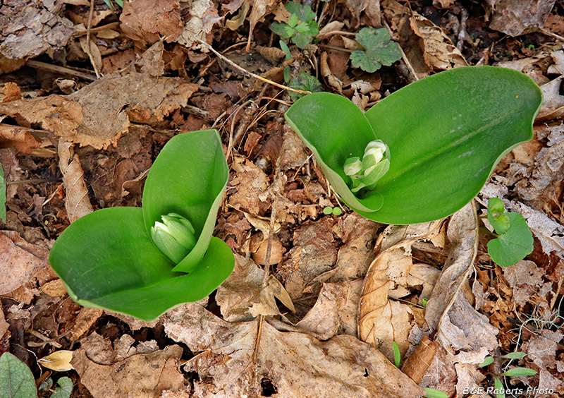 Showy_orchis_buds