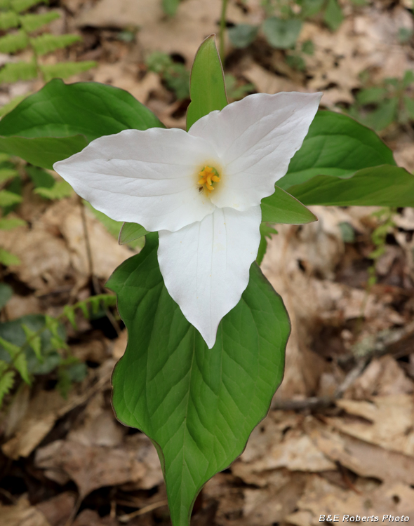 Trillium_grandiflorum