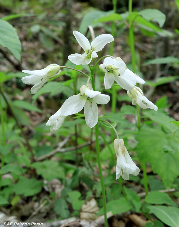 Broadleaf_Toothwort