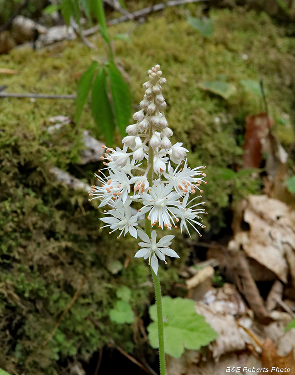 Tiarella_austrina