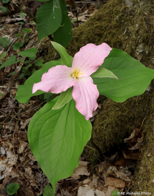 Trillium_grandiflorum_aged