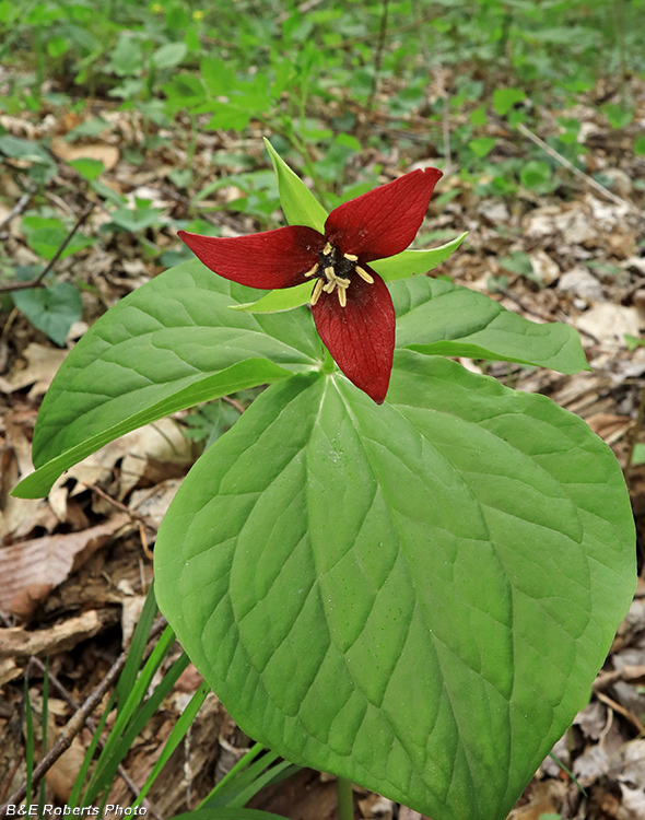 Trillium_erectum