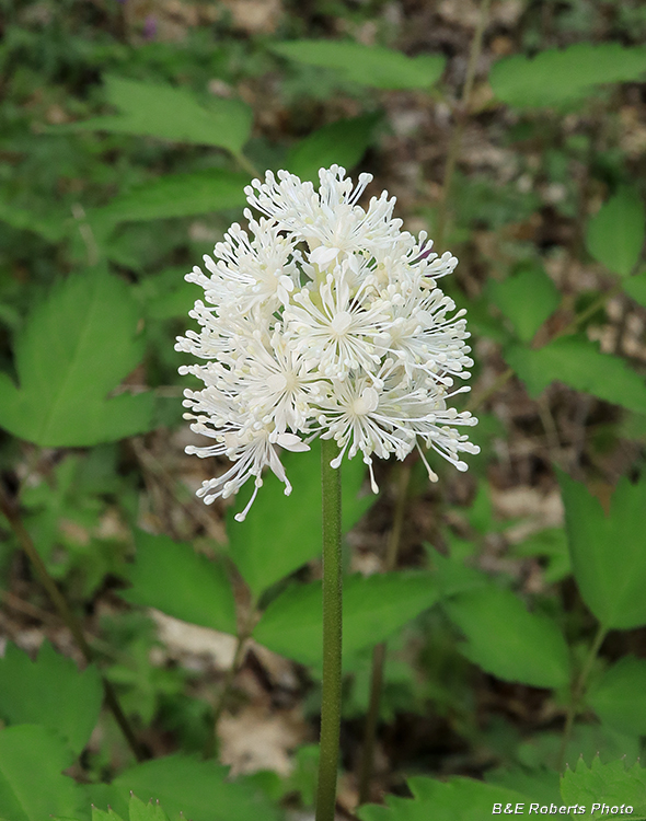 Actaea_baneberry