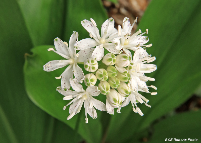 Clintonia