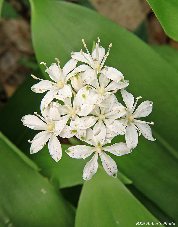 Clintonia